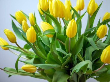 Sevgililer Günü ve Anneler Günü için bir buket sarı lale. Tasarım için alanı kopyala. tatil konsepti. Kapat.