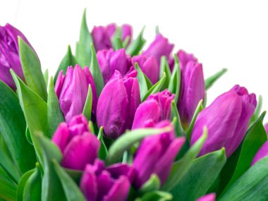 Mor lale buketi. Sevgililer Günü ve Anneler Günü. Tasarım için kopyalama alanı. tatil konsepti. Kapat.