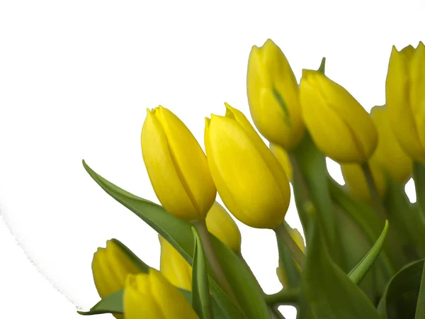 Букет Желтых Тюльпанов День Святого Валентина День Матери Пространство Копирования — стоковое фото