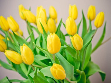 Sevgililer Günü ve Anneler Günü için bir buket sarı lale. Tasarım için alanı kopyala. tatil konsepti. Kapat.