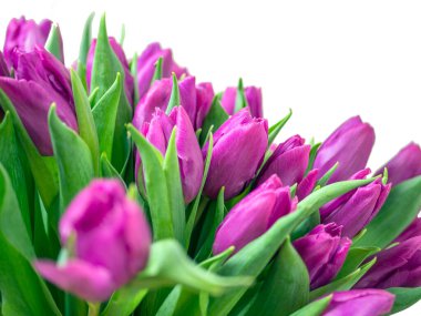 Mor lale buketi. Sevgililer Günü ve Anneler Günü. Tasarım için kopyalama alanı. tatil konsepti. Kapat.