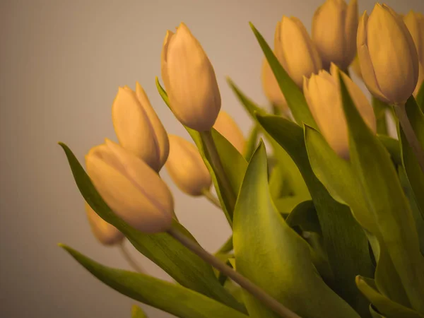 Букет Жовтих Тюльпанів День Святого Валентина День Матері Копіювати Простір — стокове фото
