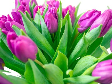 Mor lale buketi. Sevgililer Günü ve Anneler Günü. Tasarım için kopyalama alanı. tatil konsepti. Kapat.