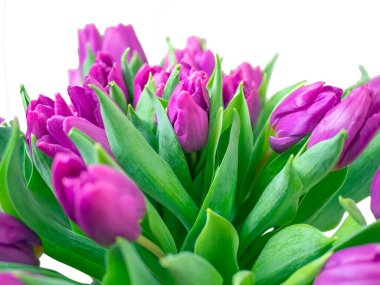 Mor lale buketi. Sevgililer Günü ve Anneler Günü. Tasarım için kopyalama alanı. tatil konsepti. Kapat.