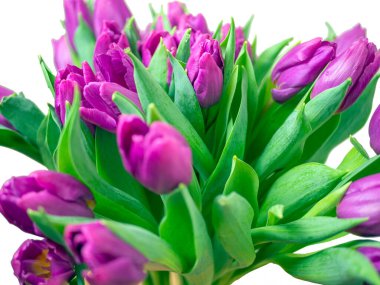 Mor lale buketi. Sevgililer Günü ve Anneler Günü. Tasarım için kopyalama alanı. tatil konsepti. Kapat.