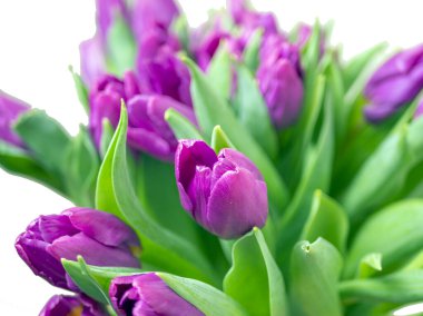 Mor lale buketi. Sevgililer Günü ve Anneler Günü. Tasarım için kopyalama alanı. tatil konsepti. Kapat.