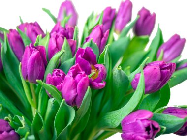 Mor lale buketi. Sevgililer Günü ve Anneler Günü. Tasarım için kopyalama alanı. tatil konsepti. Kapat.