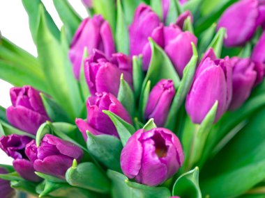 Mor lale buketi. Sevgililer Günü ve Anneler Günü. Tasarım için kopyalama alanı. tatil konsepti. Kapat.