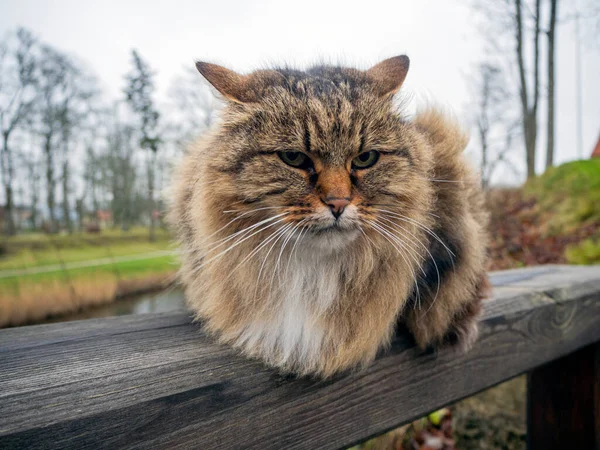 Kırsal Kesimde Evsiz Bir Kedi — Stok fotoğraf