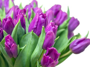 Mor lale buketi. Sevgililer Günü ve Anneler Günü. Tasarım için kopyalama alanı. tatil konsepti. Kapat.