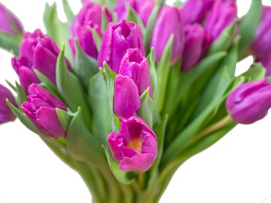 Buket kırmızı mor laleler 