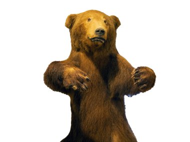 Beyaz arka planda hırıldayan bir ayının portresi