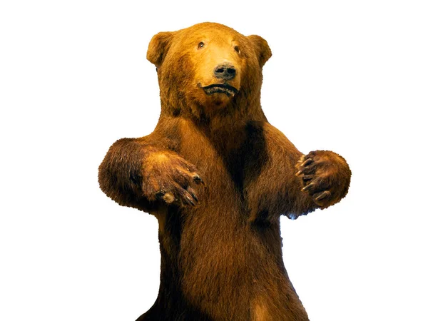 Porträt Eines Knurrenden Bären Auf Weißem Hintergrund — Stockfoto