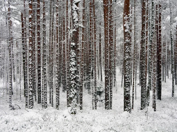 积雪覆盖了松树林 冬季风景 — 图库照片