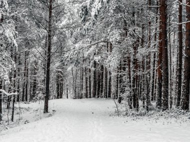 Çam ormanı karla kaplı. Kış manzarası 