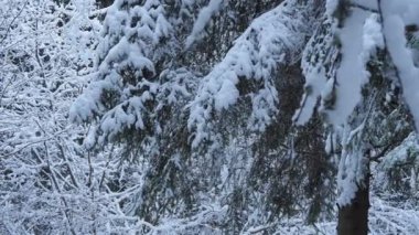 Karla Kaplanmış Ağaçlar 