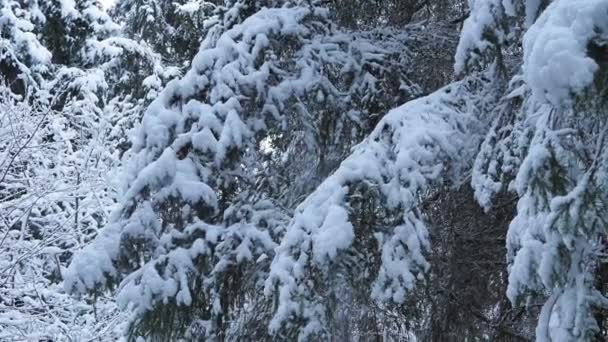 Neve coberto de árvores — Vídeo de Stock