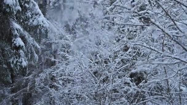 Árboles cubiertos de nieve — Vídeo de stock