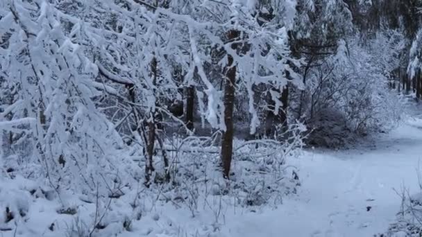 Árboles cubiertos de nieve — Vídeo de stock