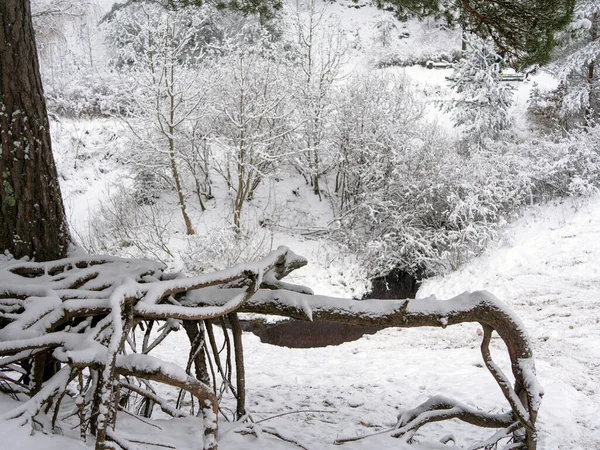 Forêt Pins Enneigée Paysage Hivernal — Photo