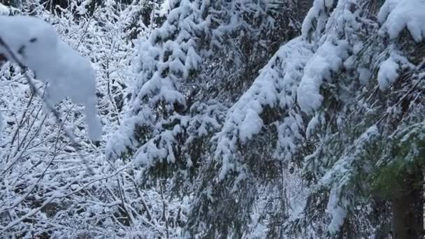 Neve coberto de árvores — Vídeo de Stock