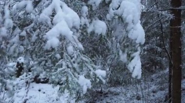 Karla Kaplanmış Ağaçlar 