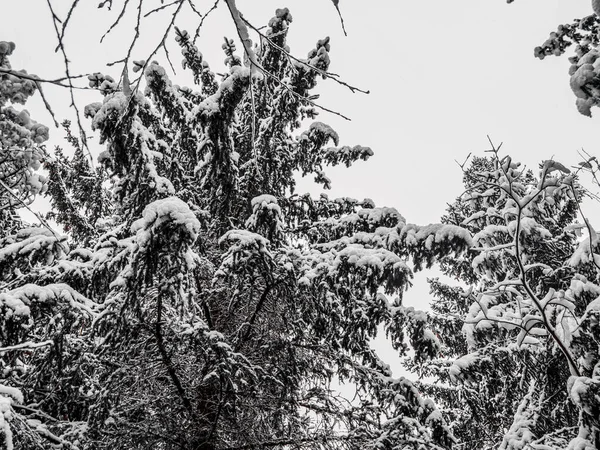 Bosque Abeto Cubierto Nieve Invierno —  Fotos de Stock