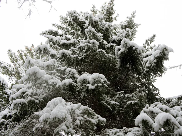 Spruce Tree Forest Covered Snow Winter Stock Picture