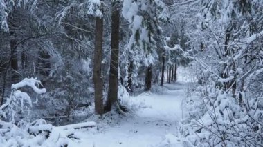 Karla Kaplanmış Ağaçlar 