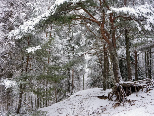 Bosque Pinos Cubierto Nieve Paisaje Invierno —  Fotos de Stock