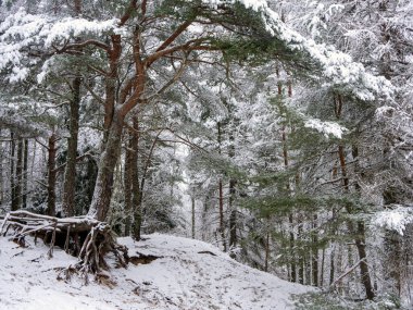 Çam ormanı karla kaplı. Kış manzarası 