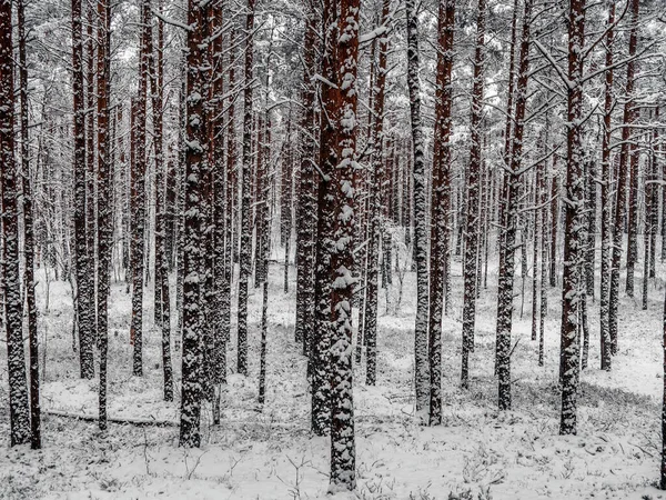 Çam Ormanı Karla Kaplı Kış Manzarası — Stok fotoğraf