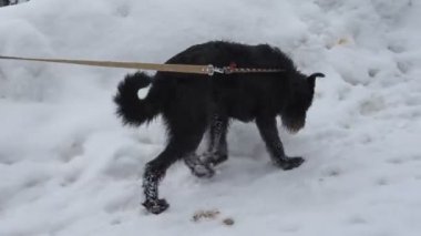 Siyah köpek.
