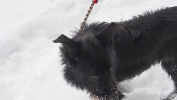 Чорний домашній собака — стокове відео