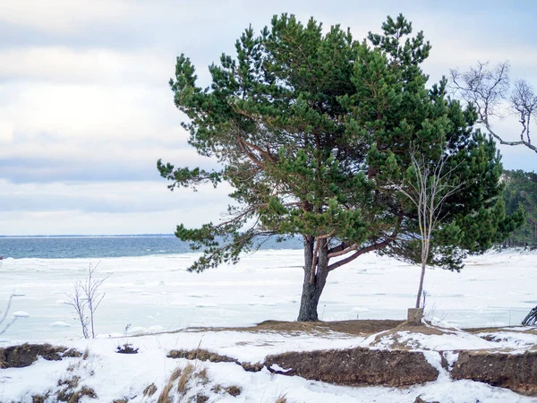 Bomen Een Berghelling Tijdens Winter Klif Aan Kust Van Oostzee — Stockfoto