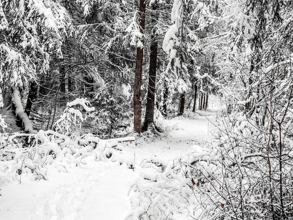 Bosque Pinos Cubierto Nieve Paisaje Invierno —  Fotos de Stock