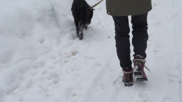 Чёрная собака — стоковое видео