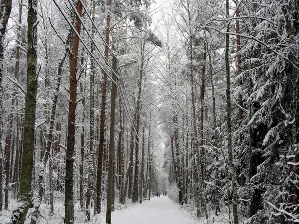 Bosque Pinos Cubierto Nieve Paisaje Invierno —  Fotos de Stock