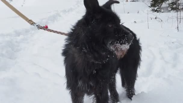 Perro mascota negro — Vídeos de Stock