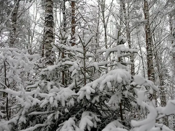 Bosque Pinos Cubierto Nieve Paisaje Invierno —  Fotos de Stock