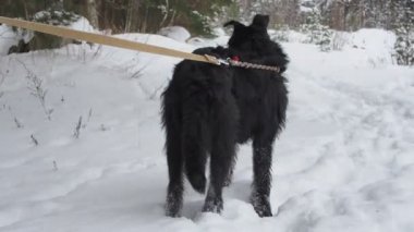 Siyah köpek.