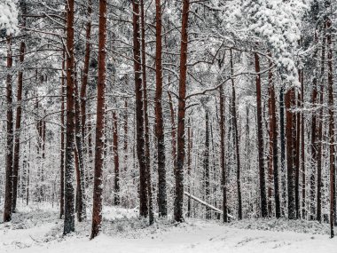 Çam ormanı karla kaplı. Kış manzarası 