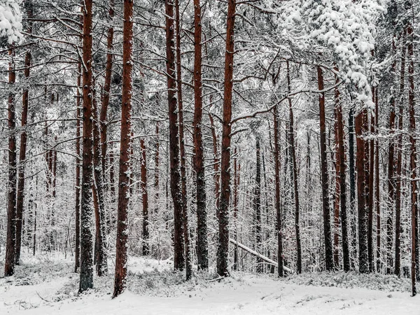 Çam ormanı karla kaplı. Kış manzarası 