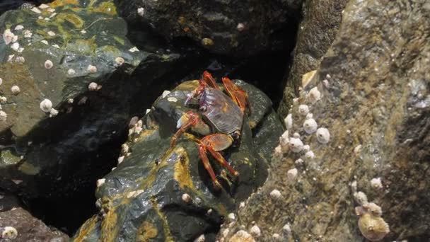 Granchio sulla roccia in spiaggia — Video Stock