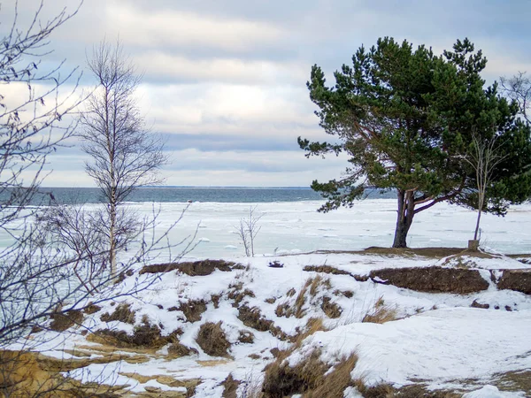 Árvores Uma Picareta Montanha Durante Inverno Penhasco Costa Mar Báltico — Fotografia de Stock