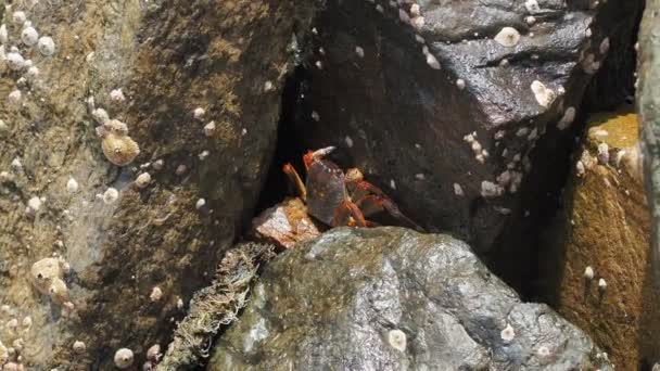 Granchio sulla roccia in spiaggia — Video Stock