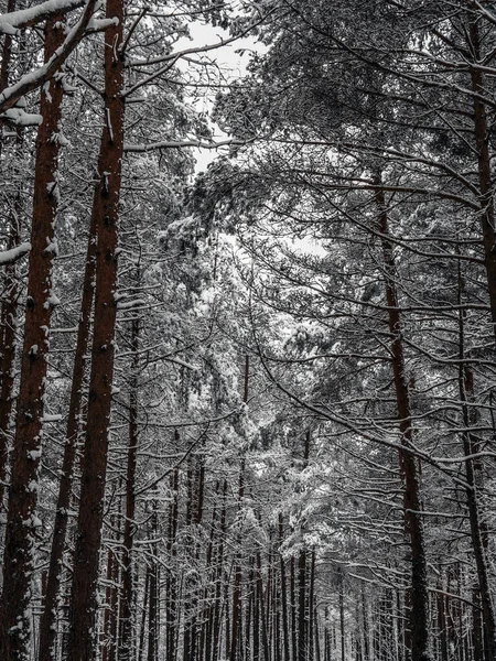 Bosque Pinos Cubierto Nieve Paisaje Invierno —  Fotos de Stock