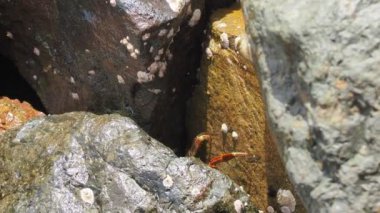 Sahildeki kayadaki yengeç