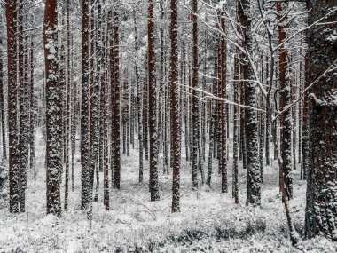 Çam ormanı karla kaplı. Kış manzarası 