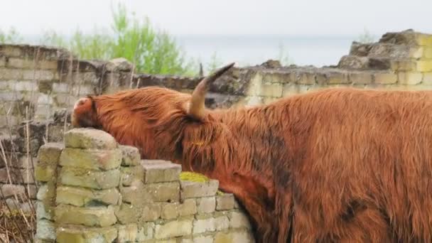 Búfalo, fauna animal — Vídeo de stock